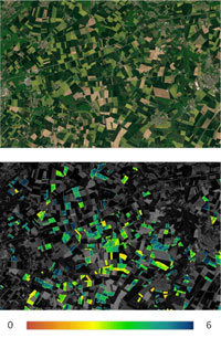 LAI field plot maps