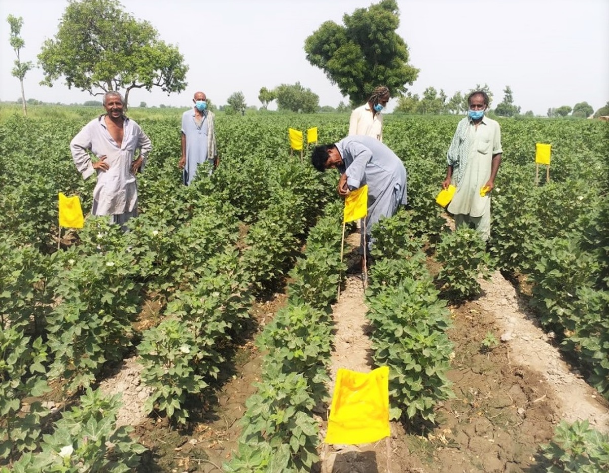 Sentinels for sustainable cotton